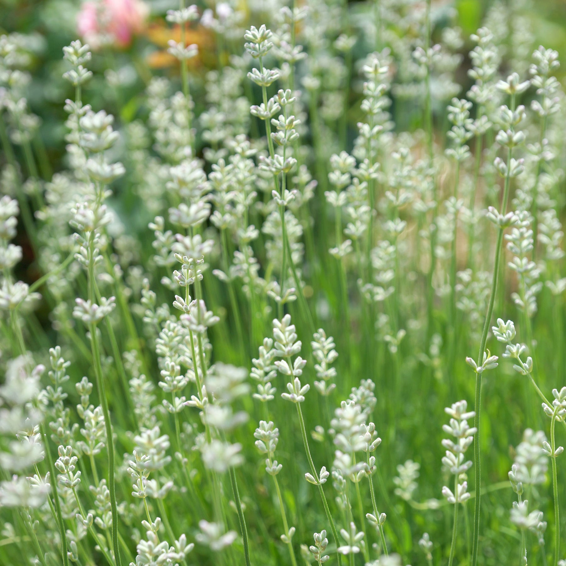 Lavandula angustifolia alba - 2 Lavandes blanches - Lavandes