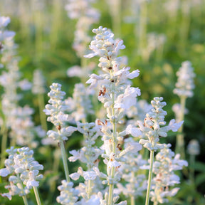 Lavandes - 2 Lavandes blanches - Lavandula angustifolia alba