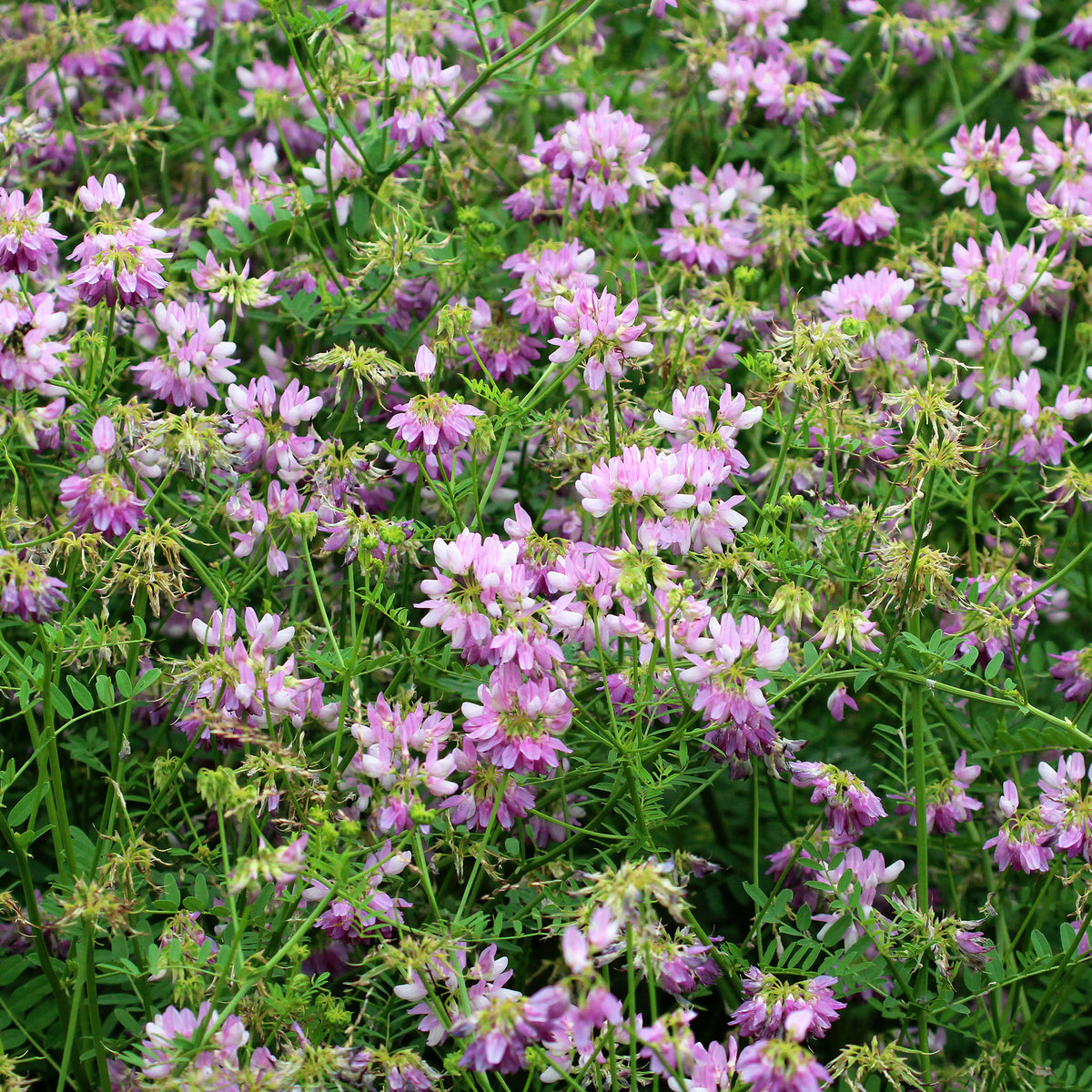 2 Coronilles - Willemse