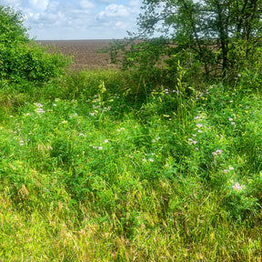Vivaces couvre-sol - 2 Coronilles - Coronilla varia
