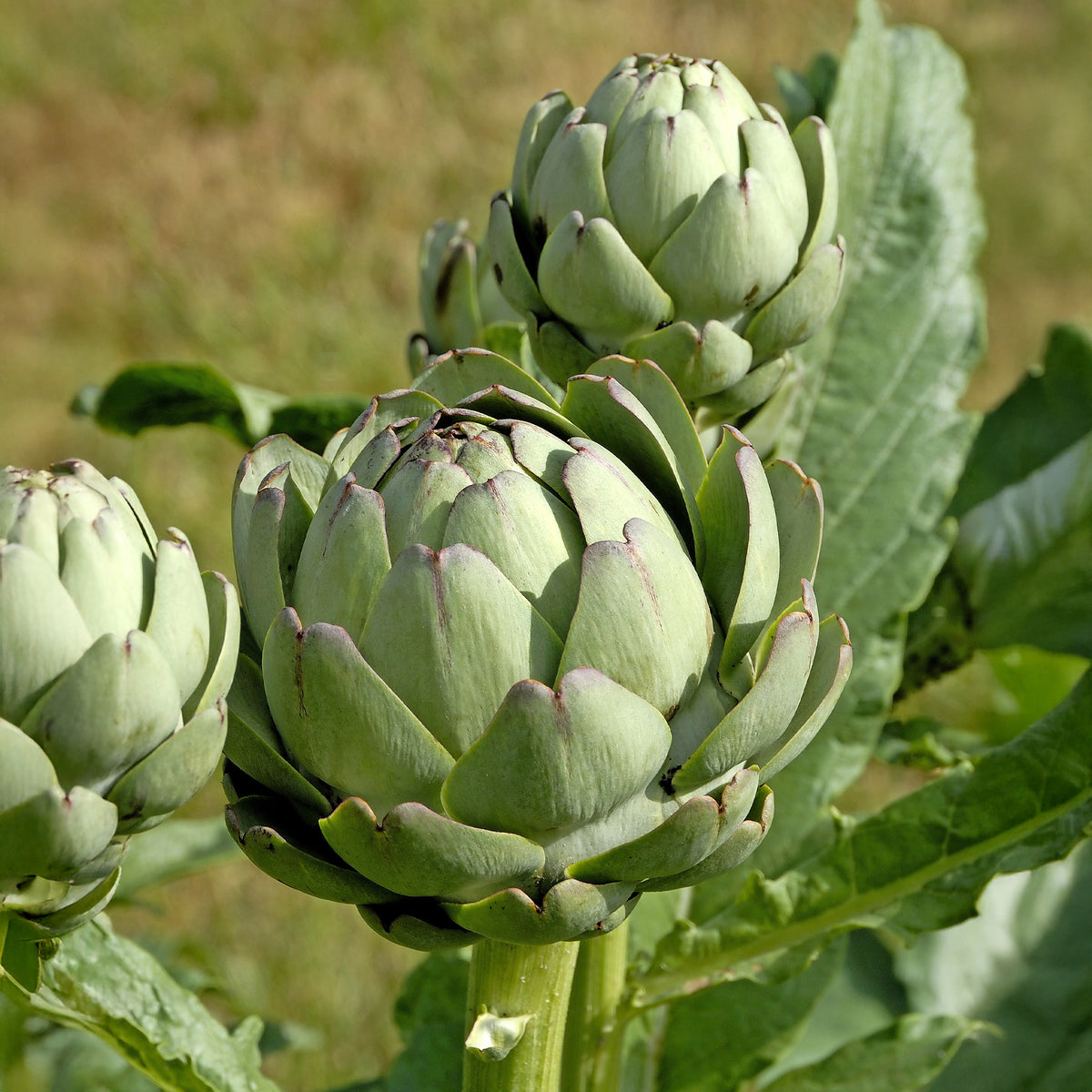 3 Plants d'Artichaut Vert de Laon - Willemse