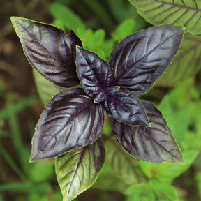 Ocimum basilicum purpurascens - Plant de Basilic pourpre - Plants d'aromatiques