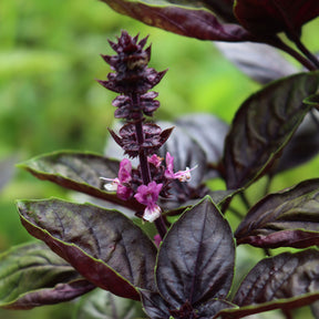 Plants d'aromatiques - Plant de Basilic pourpre - Ocimum basilicum purpurascens