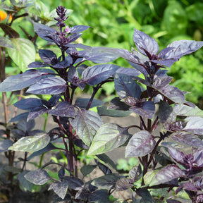 Plant de Basilic pourpre - Willemse