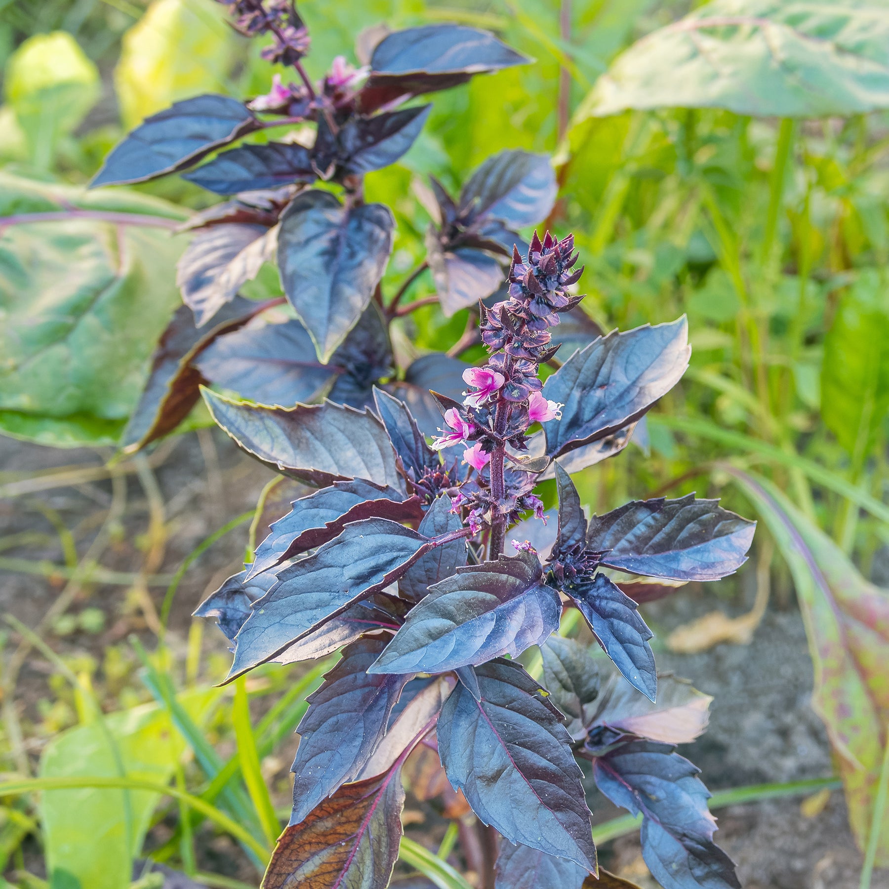 Vente Plant de Basilic pourpre