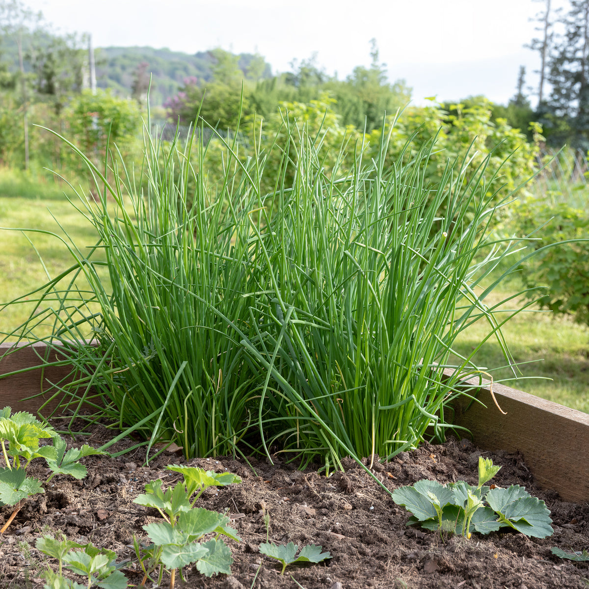 Plant de Ciboulette - Willemse