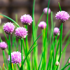 Vente Plant de Ciboulette - Allium schoenoprasum