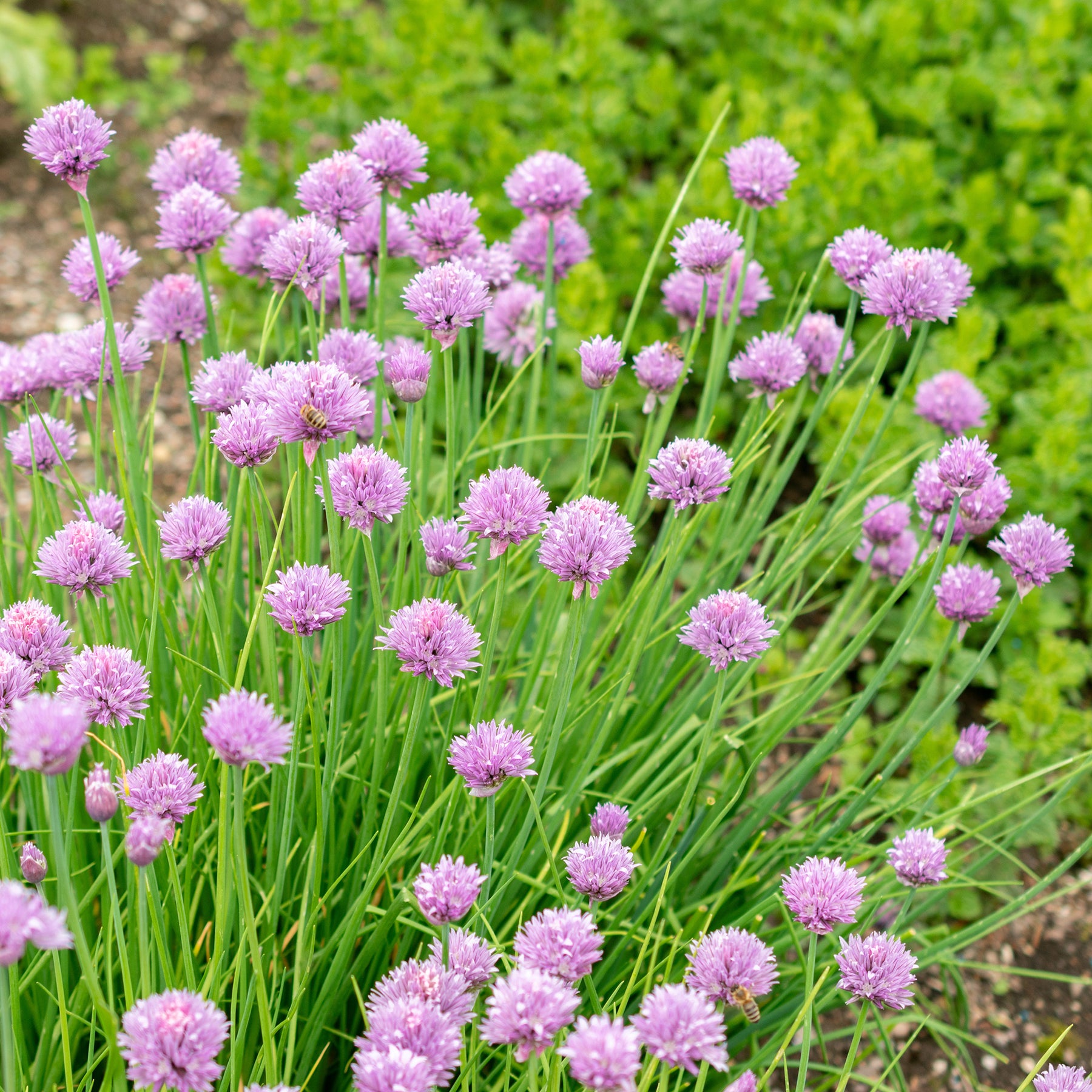 Vente Plant de Ciboulette