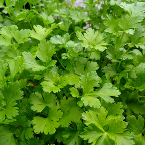 Petroselinum crispum - Plant de Persil plat - commun - Plants d'aromatiques