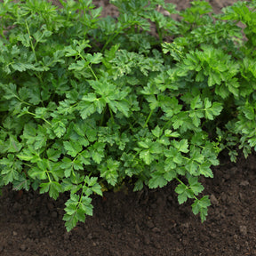 Plants d'aromatiques - Plant de Persil plat - commun - Petroselinum crispum