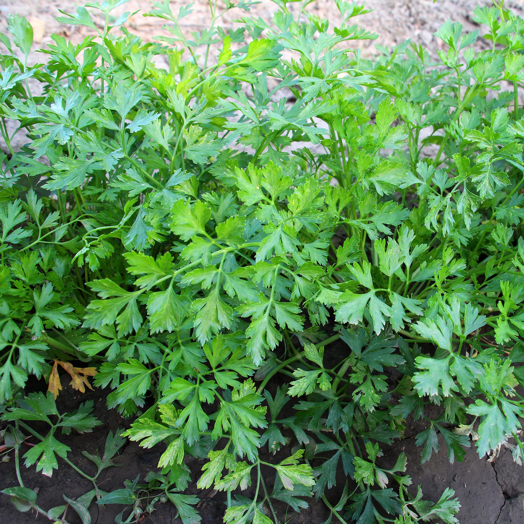 Vente Plant de Persil plat - commun - Petroselinum crispum
