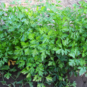 Vente Plant de Persil plat - commun - Petroselinum crispum