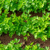 Plant de Persil plat - commun - Willemse