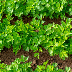 Plant de Persil plat - commun - Willemse