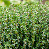 Plant de Thym commun - Willemse