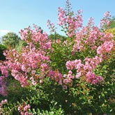 Lilas des Indes Petit Pink