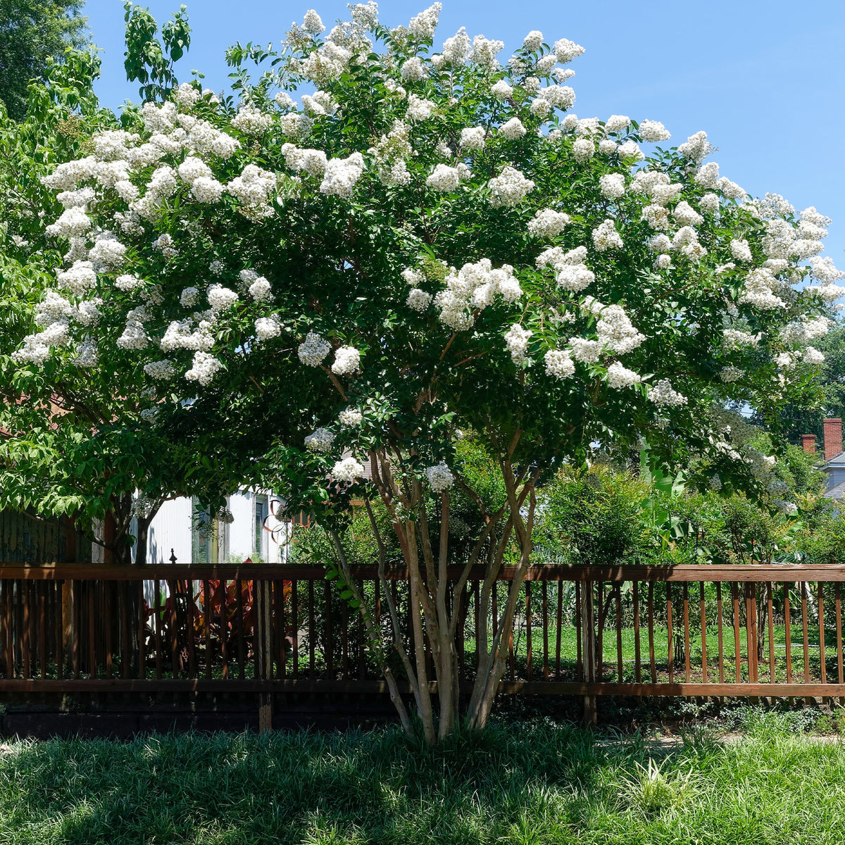 Lilas des Indes blanc - Willemse