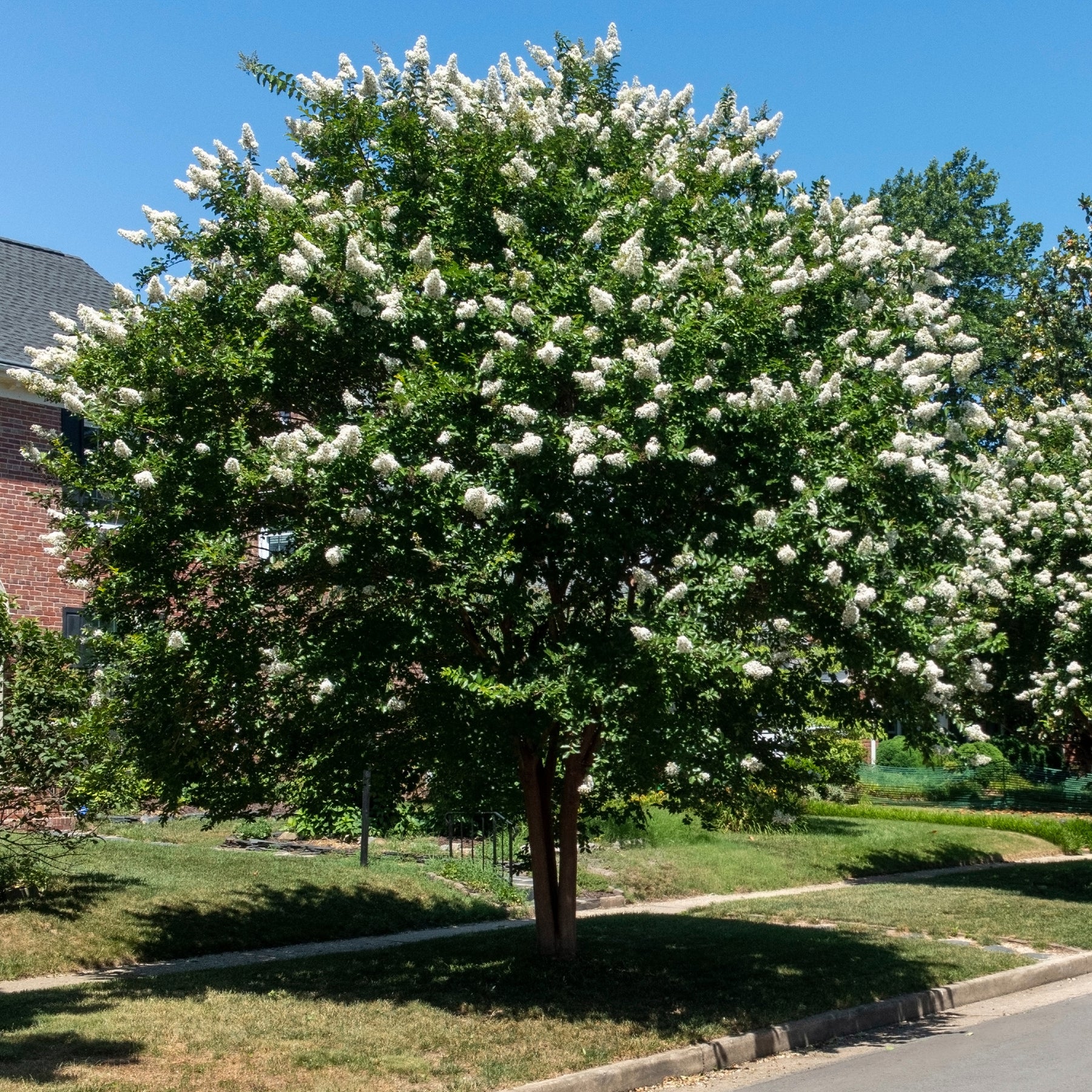 Vente Lilas des Indes blanc - Lagerstroemia indica Neige d'Été