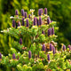 Sapin de Corée - Willemse