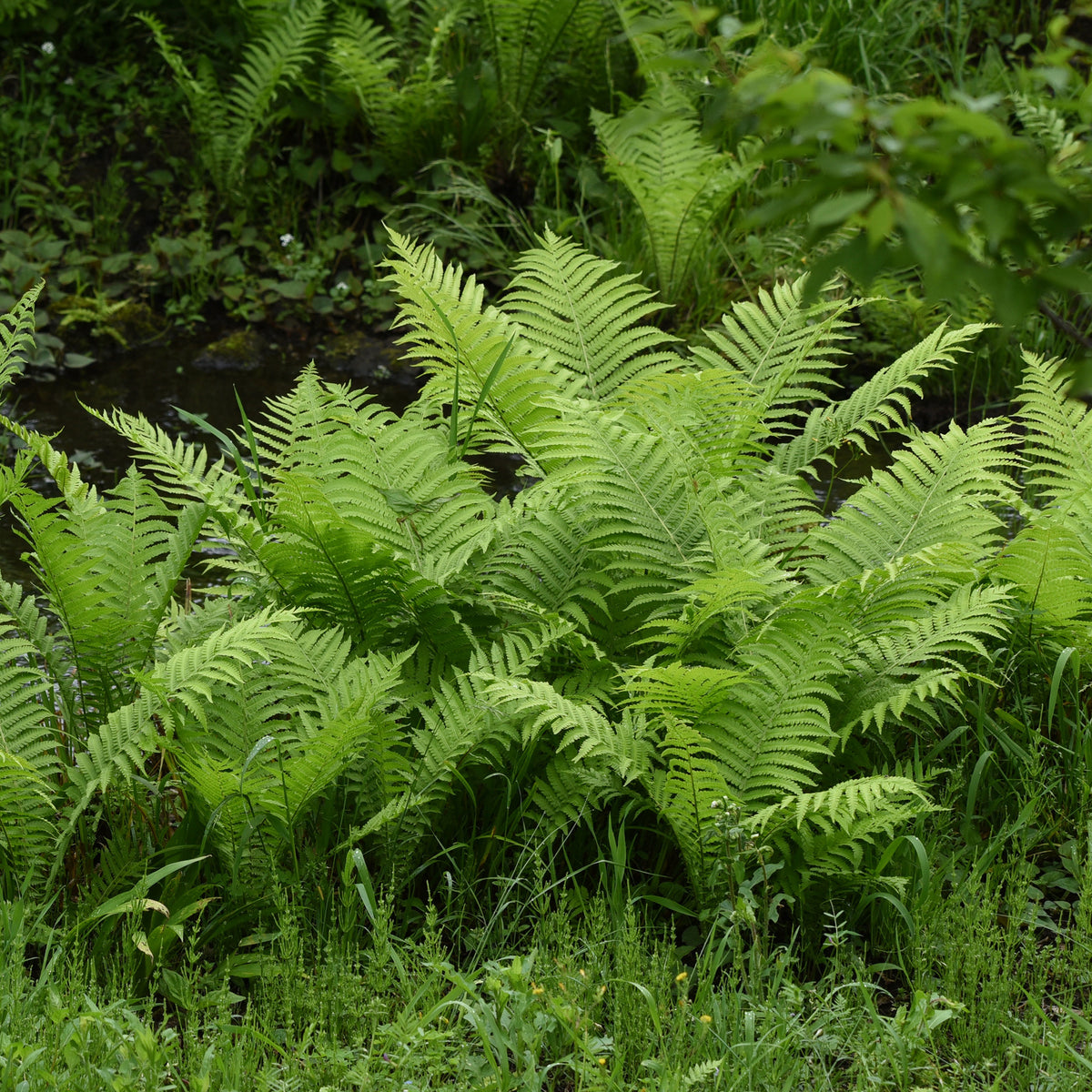 2 Fougères Plume d'autruche - Matteuccia struthiopteris - Willemse