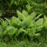 2 Fougères Plume d'autruche - Willemse