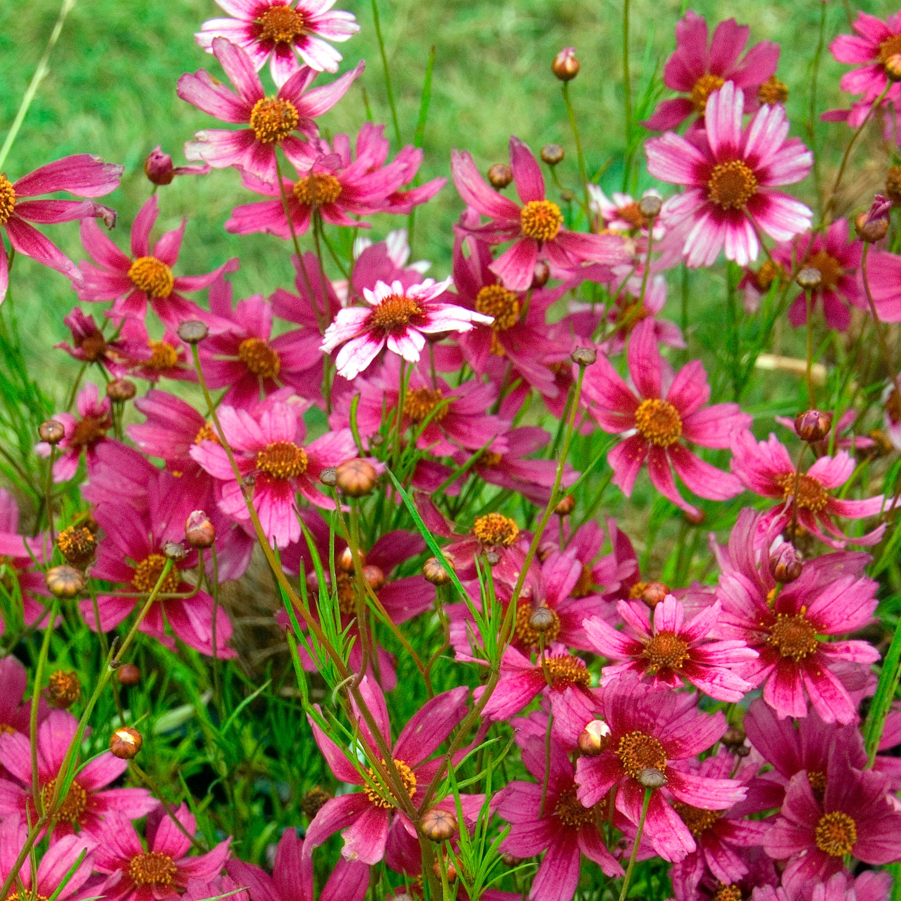 Coreopsis rose Heaven's gate - Coreopsis rosea heaven's gate - Willemse