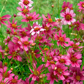 Coreopsis rose Heaven's gate - Coreopsis rosea heaven's gate - Willemse