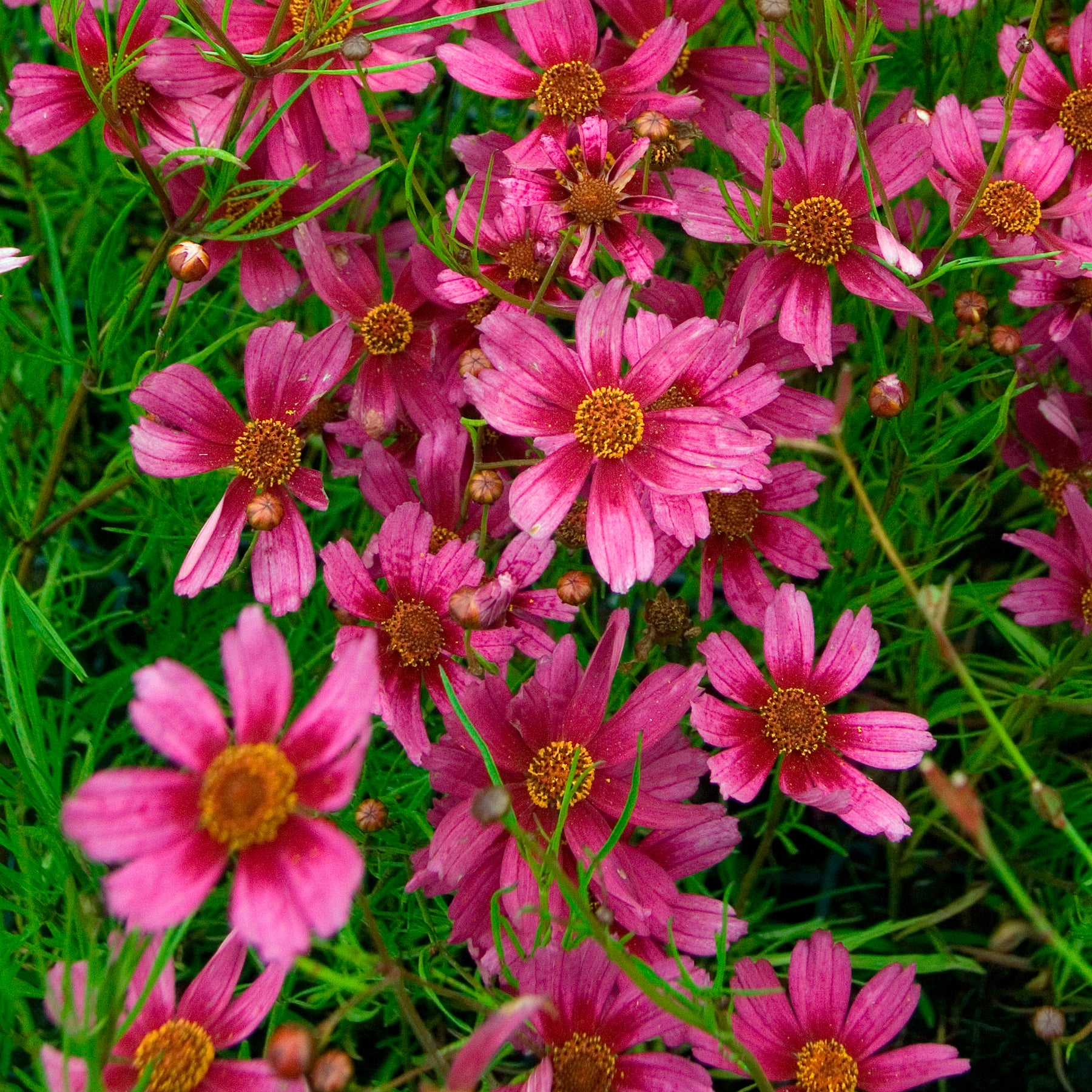 Coreopsis rose Heaven's gate - Willemse