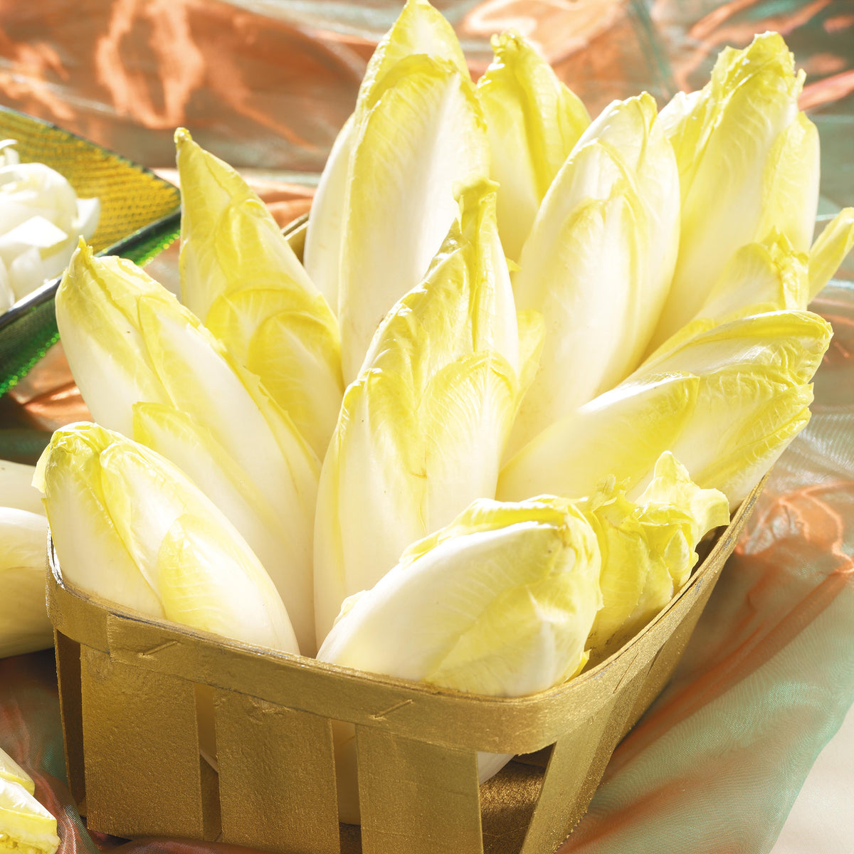 Chicorée Witloof Atlas F1 (endive)