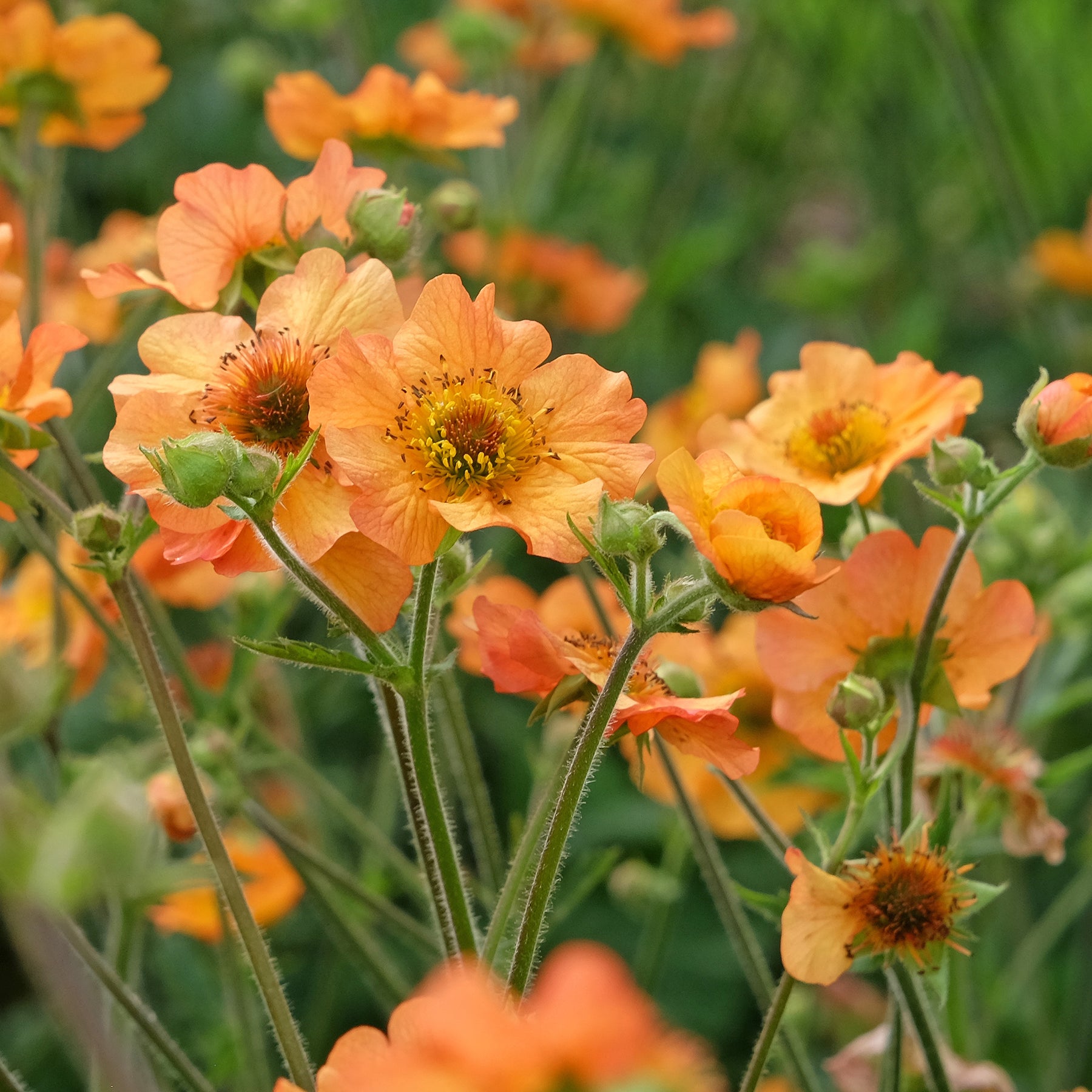 Vente Benoîte Totally tangerine