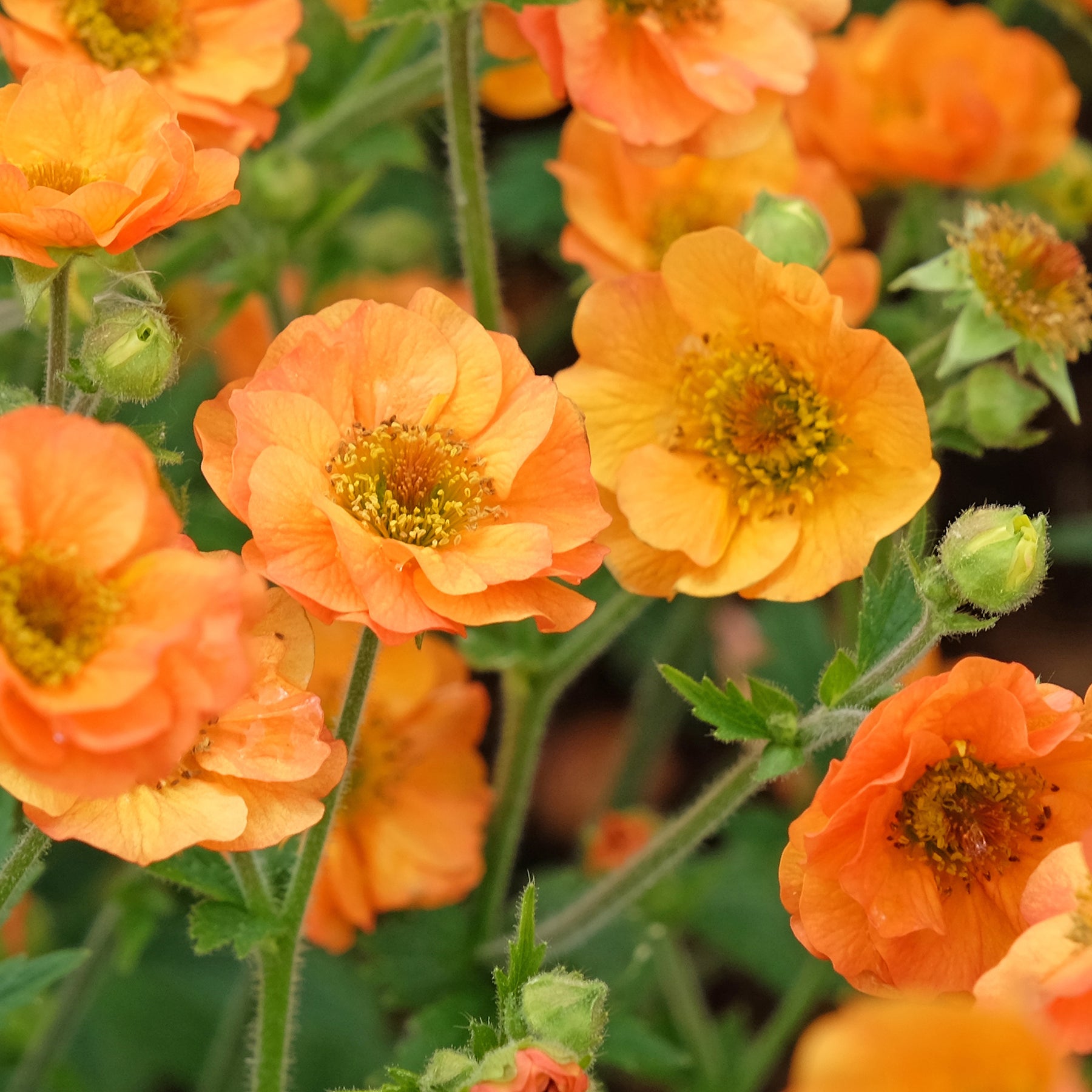 Benoîte - Benoîte Totally tangerine - Geum Totally Tangerine