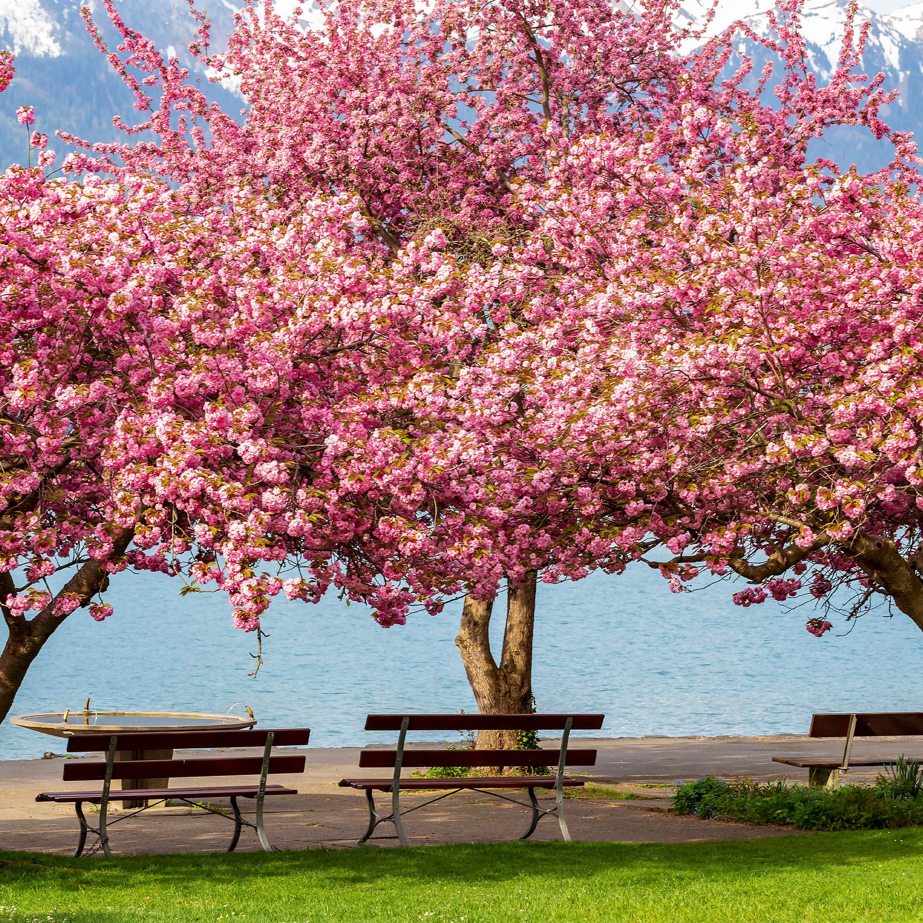 Cerisier du Japon - Cerisier à fleurs Kanzan - Prunus serrulata Kanzan