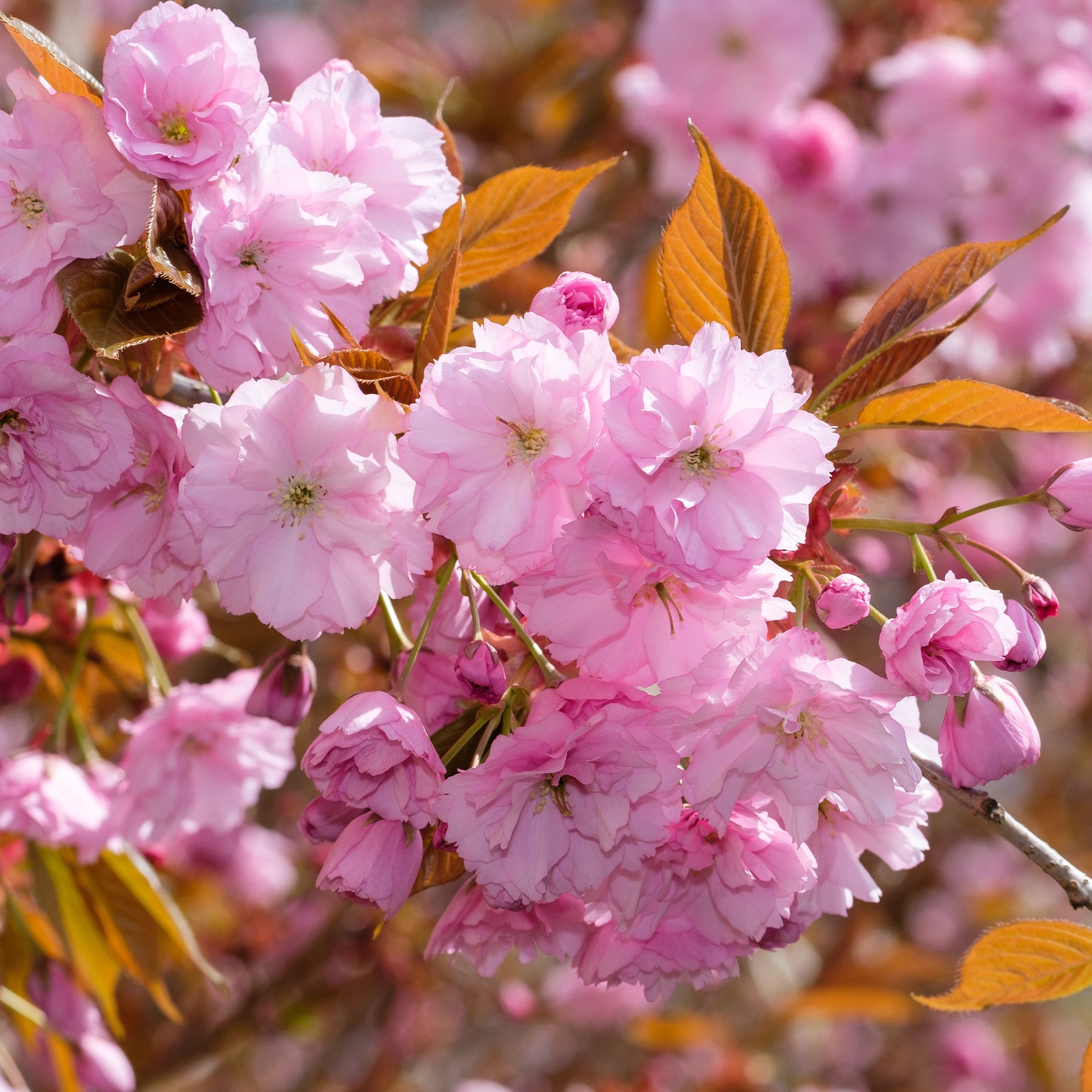 Vente Cerisier à fleurs Kanzan - Prunus serrulata Kanzan