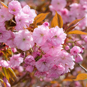 Vente Cerisier à fleurs Kanzan - Prunus serrulata Kanzan
