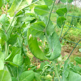 Pois mangetout Héraut - Willemse
