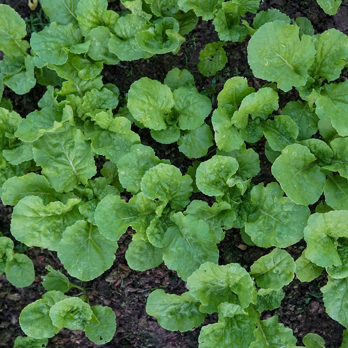 Feuille de chou navet vert - Willemse