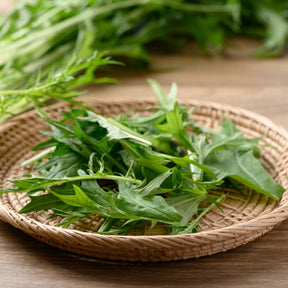 Graines de fruits et légumes Bio - Chou salade Japonais Mizuna Bio - Brassica rapa japonica mizuna