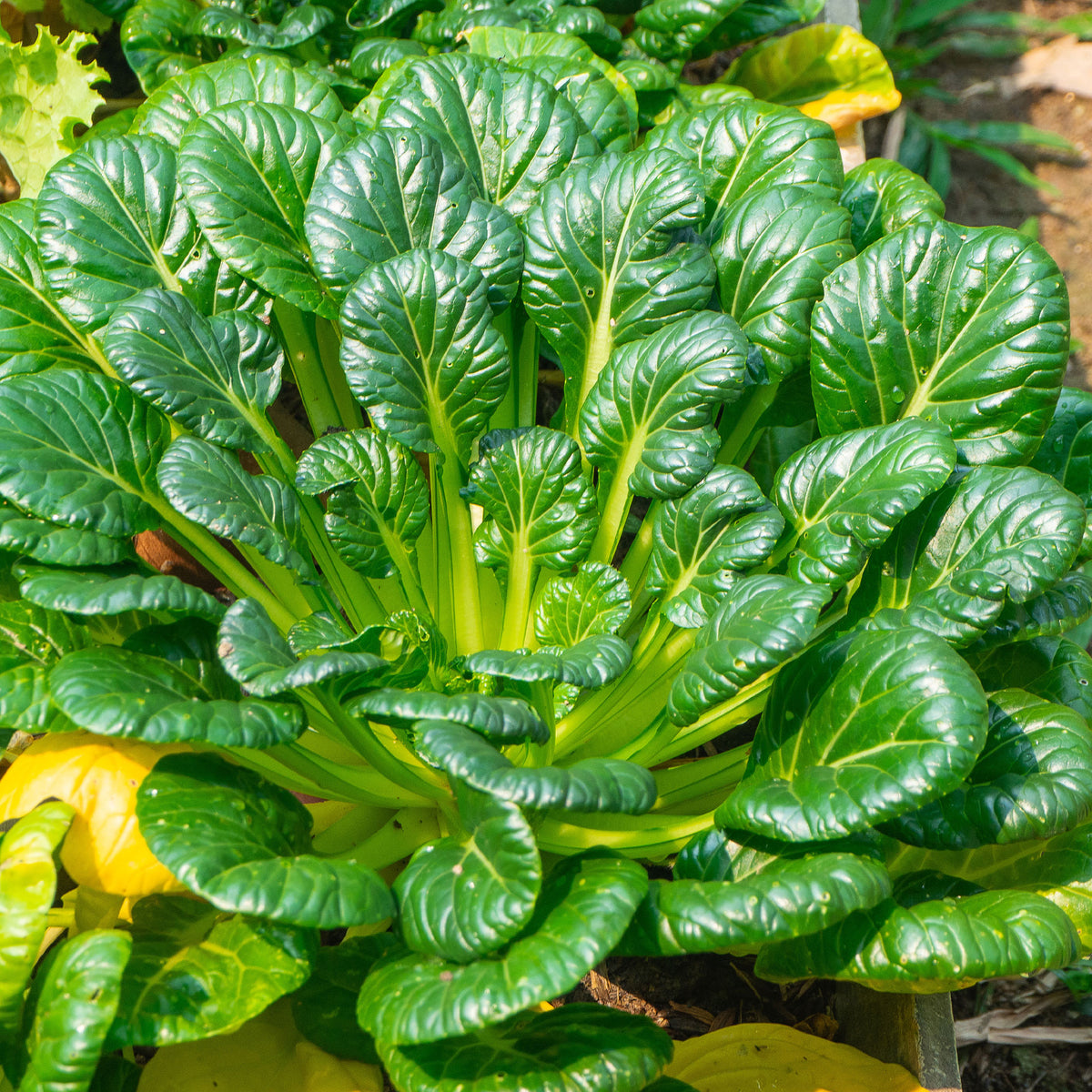 Choux chinois Tatsoi Bio - Brassica rapa rosularis - Willemse