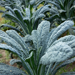 Chou palmier lancinate Nero di Toscana Bio - Willemse