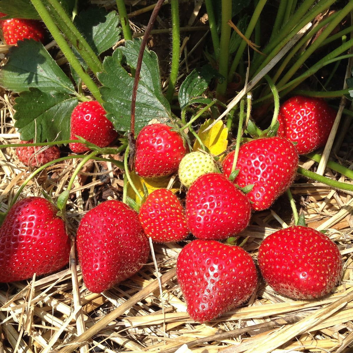 Fraisier à gros fruits Grandian F1 - Willemse