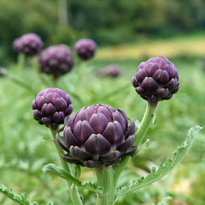 Artichaut Violet de Provence - Cynara cardunculus scolymus Violet de Provence - Willemse