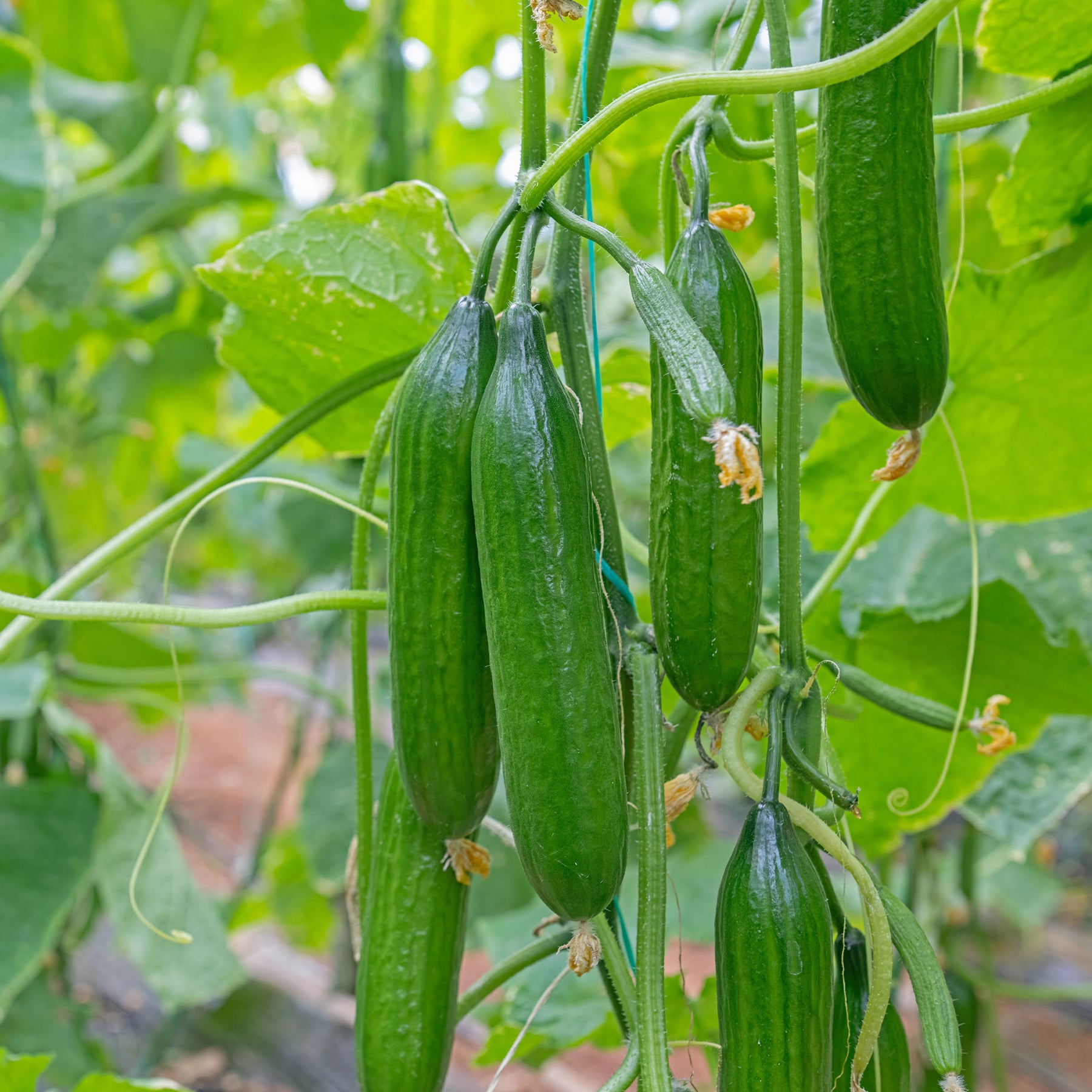 Concombres - Concombre mini Broumana F1 - Cucumis sativus mini broumana f1