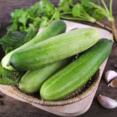 Concombre Sonja F1 Bio - Willemse