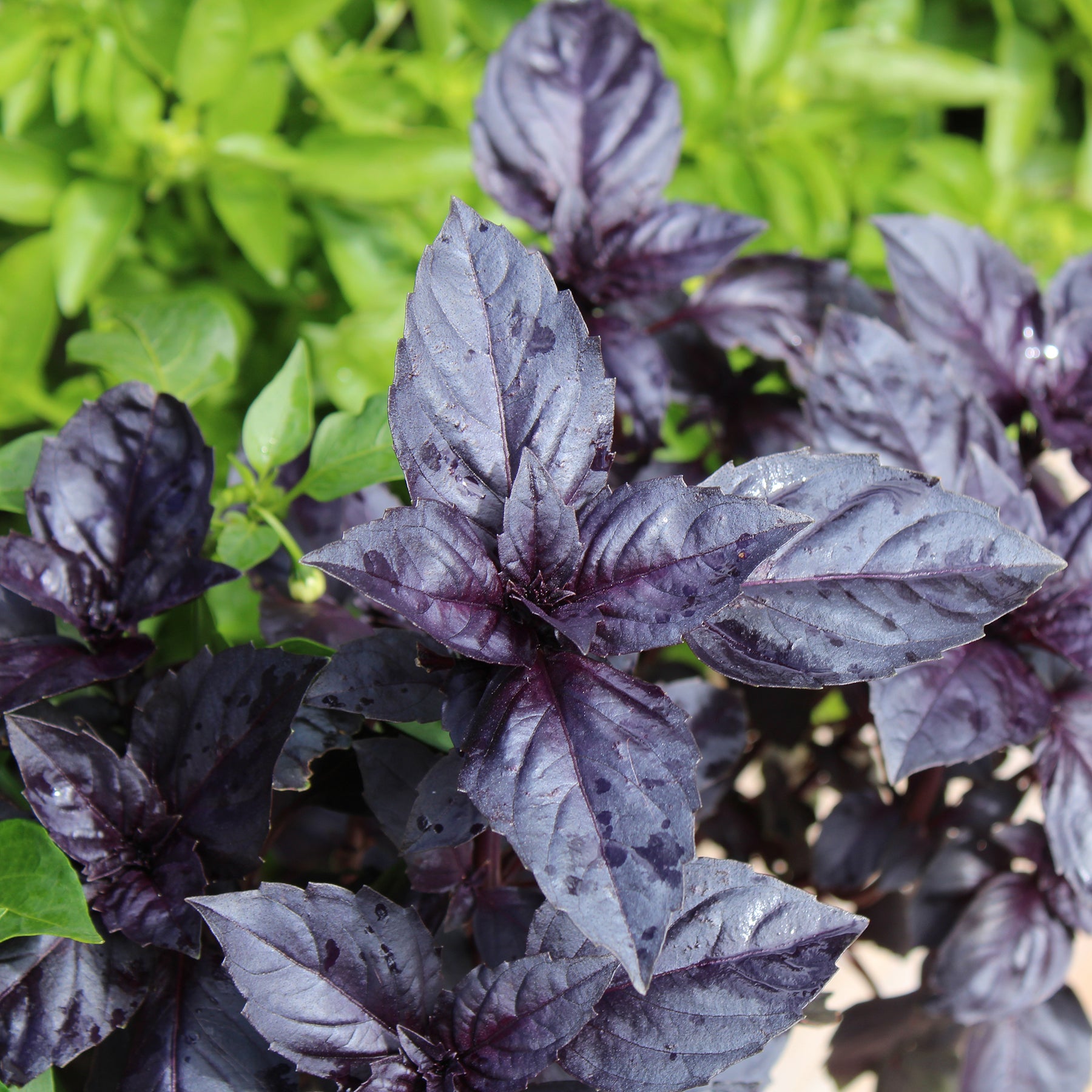 Basilic pourpre Dark Opal Bio - Willemse
