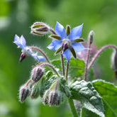 Bourrache Bleu Bio - Willemse