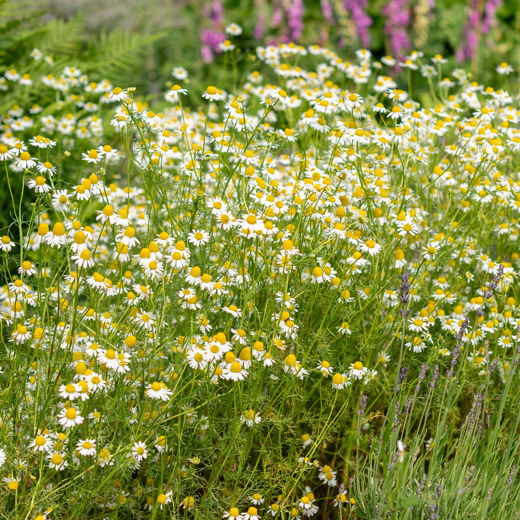 Camomille Allemande Bio - Matricaria recutita - Willemse