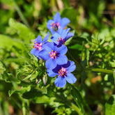 Mouron à grandes fleurs Blue Noon - Willemse