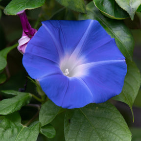 Ipomoea tricolor heavenly blue - Ipomée à grandes fleurs Heavenly Blue - Plantes grimpantes à semer