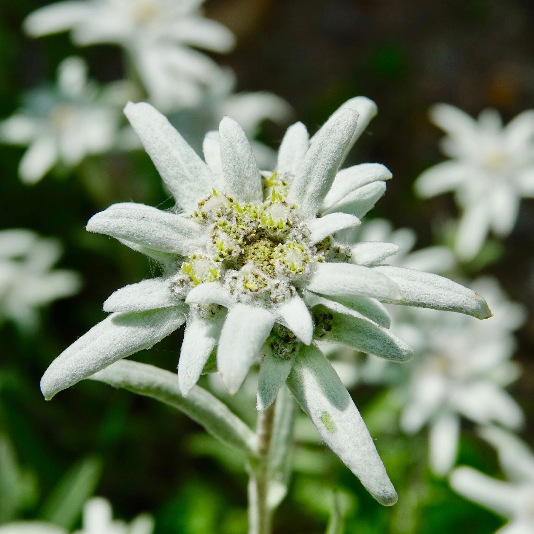 Leontopodium alpinum - Edelweiss vivace - Graines de fleurs