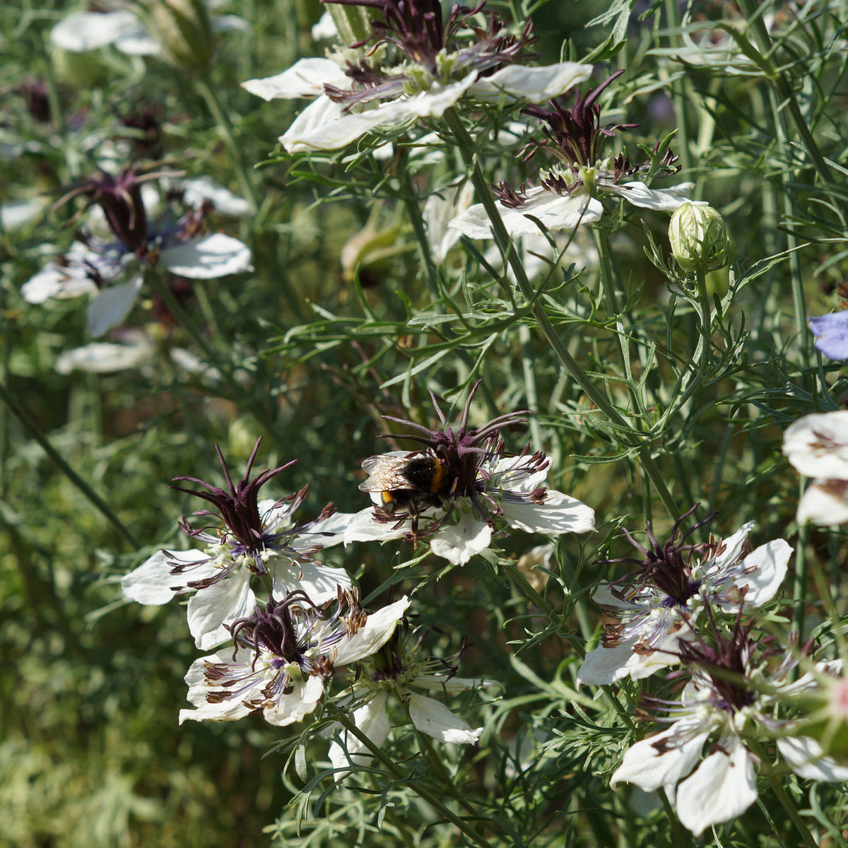 Nigelle d'Espagne African Bride - Nigella papillosa - Willemse